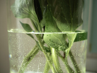 Green stems of peonies in a vase of water
