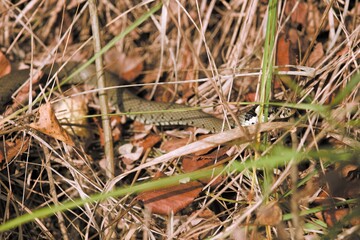 snake hiding in grass