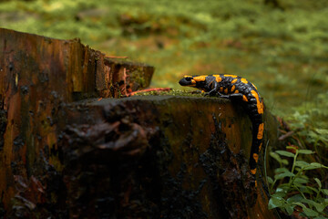 yellow spots salamander