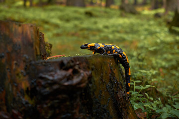 yellow spots salamander