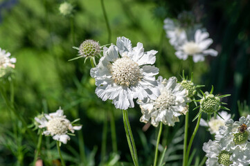 Scabiosa caucasica caucasian pincushion flowers in bloom, scabiosus flowering ornamental plant