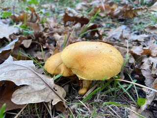 orange cap boletus