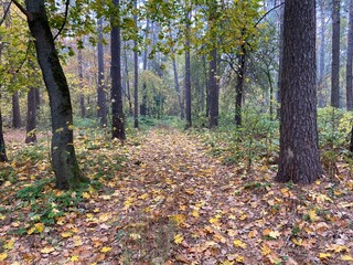autumn in the park