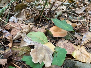 mushrooms in the snow
