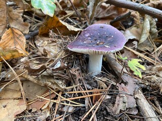 mushroom in the forest