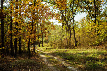Pathway through the golden autumn forest