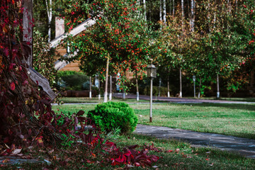 garden with flowers