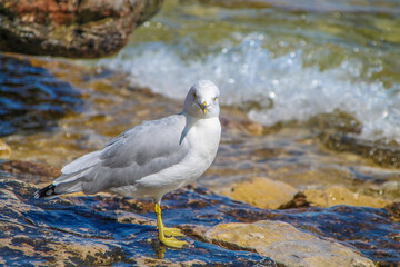 Flower Pot Island, Tobermory, Ontario/Canada: September 14, 2020 - Pic of a wild bird walking freely in the beach area.