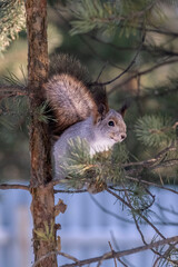 Squirrel