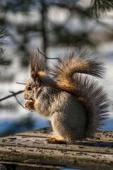 Squirrel