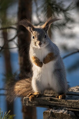Squirrel