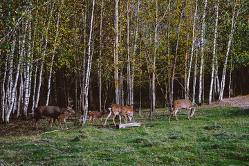 deer in the woods