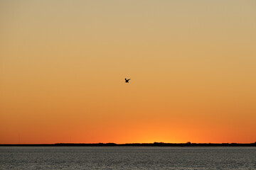 silueta de ave gaviota volando al atardecer