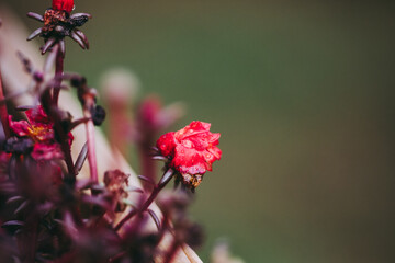 Closeup Small Red Flower