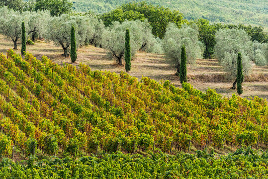 Weinanbau mit Oliven und Zypressen in Suvereto in der Toskana, Italien