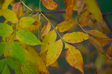 autumn leaves on a tree