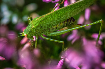 Green grasshopper hidden in a purple-flowered Eurasian heath hideout on a moor