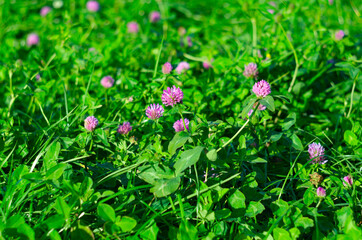 clover field outdoor