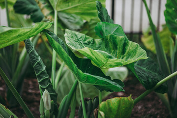 Big Leaf Closeup