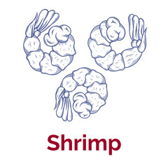 Vector sketch illustration of fresh shrimp drawing isolated on white. Engraved style. Ink. natural business. Vintage, retro object for menu, label, recipe, product packaging, seafood