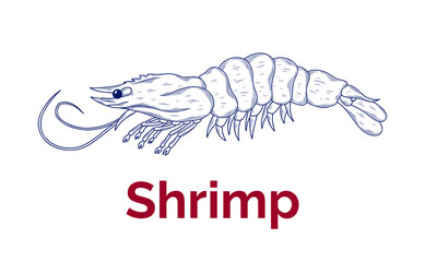Fototapeta premium Vector sketch illustration of fresh shrimp drawing isolated on white. Engraved style. Ink. natural business. Vintage, retro object for menu, label, recipe, product packaging, seafood