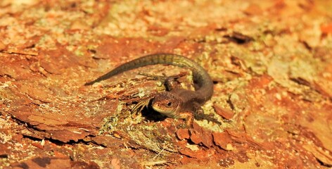 jaszczurka © Krzysztof