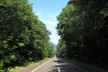 みどりの道路