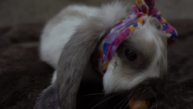 Macro shooting of cute baby lop-eared rabbit. Little rabbit eats carrot. Cozy, Warm concept.
