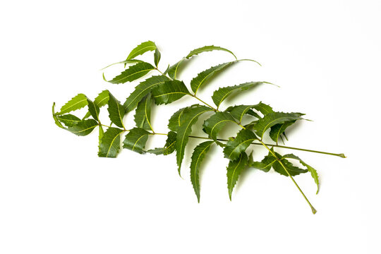 Medicinal green neem leaf on white background