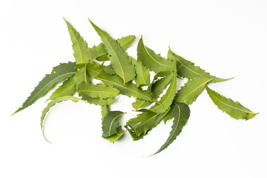 Medicinal neem leaves on white isolated background