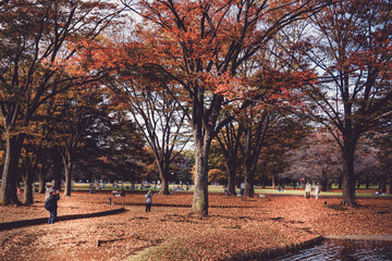 紅葉に覆われた代々木公園