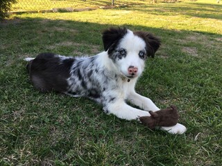 border collie puppy
