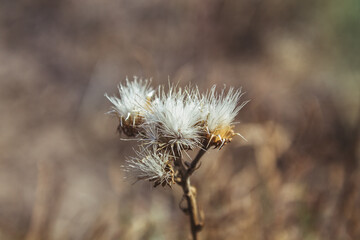 Wildflowers, autumn, dry flowers, dandelions, field, dry grass