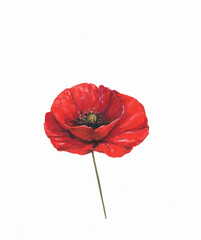 Beautiful red poppy hand drawn botanical illustration. Isolated flower design element on a white background. Ideal for valentine's day, mother's day and birthday party.