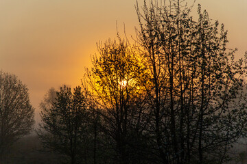 Early morning silhouette