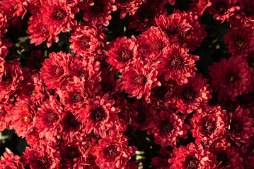 beautiful chrysanthemum in the autumn garden. background of flowers.