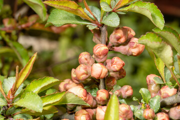 The young quince tree bloomed for the first time.