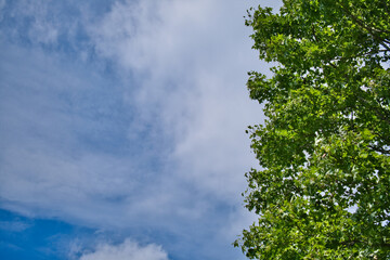 sky and tree