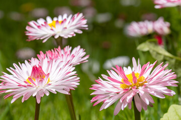 Obraz premium glade of red and white flowers daisies close up