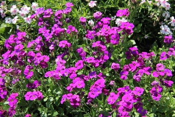 Naklejka premium purple and white flowers