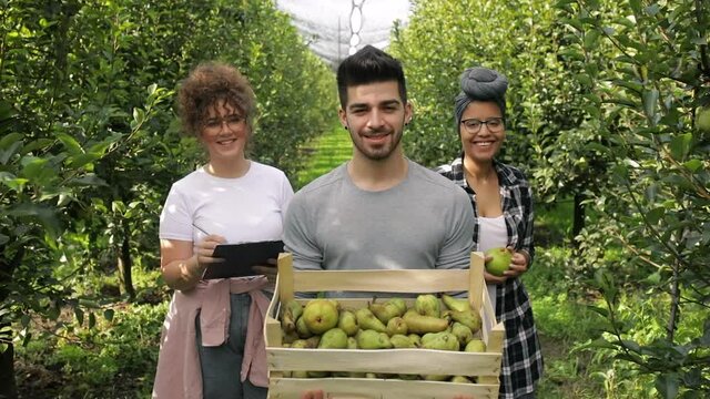 Portrait of three young farmers standing in pears orchard and looking at camera.