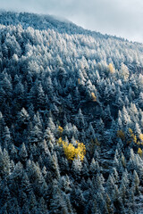 frozen forest with yellow autumn trees in Vallée du Trient, Valais