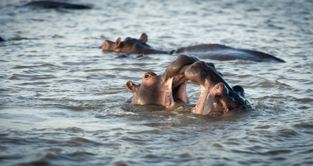 young baby  hippos, playing in a river bed surrounded by their watching adults 
