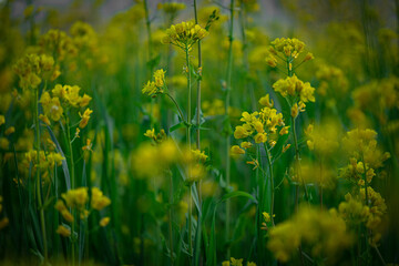 Macroaufnahme von Rapsblume	