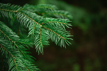 The Beautiful green christmas tree. macro shooting