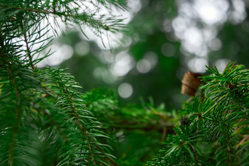 Fototapeta na wymiar The Beautiful green christmas tree. macro shooting