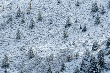 frozen winter forest in Vallée du Trient, Valais