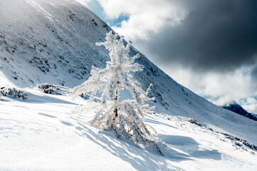 frozen tree on col de balme in winter