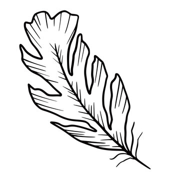 Hand drawn vector isolated feater icon. Black outline illustration of feather. Witchcraft aesthetic tools. Bohemian style. Boho.