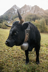 herens fighting cow on a meadow in valais